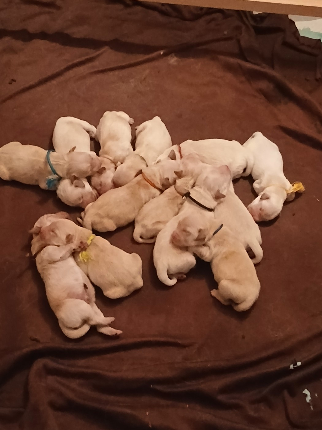 Sonia Faunieres - Chiots disponibles - Golden Retriever
