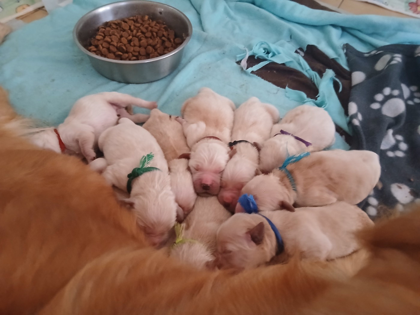 Sonia Faunieres - Chiots disponibles - Golden Retriever